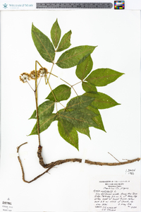 Aralia nudicaulis image