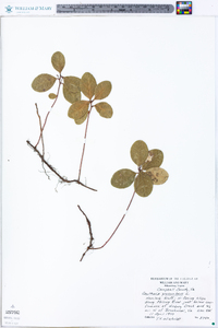 Gaultheria procumbens image