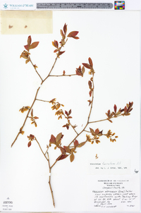 Vaccinium fuscatum image