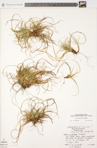 Carex tonsa image