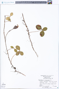 Gaultheria procumbens image