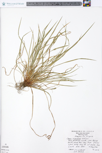 Carex oligocarpa image