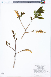 Leucothoe recurva image