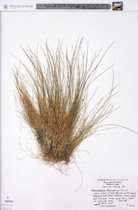 Deschampsia flexuosa image