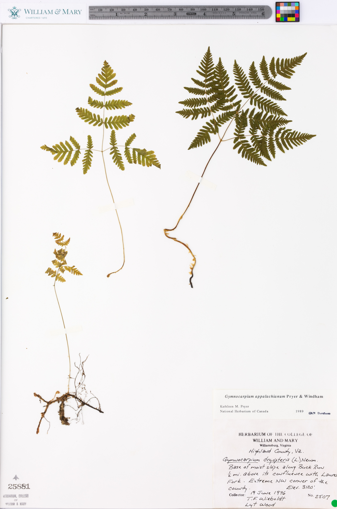 Gymnocarpium appalachianum image