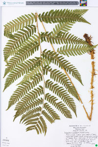 Dryopteris goldieana image