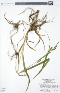 Carex scabrata image