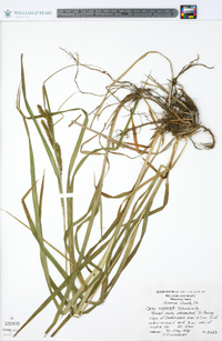 Carex scabrata image