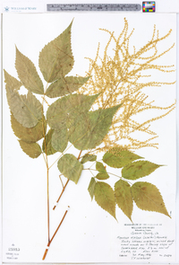 Aruncus dioicus image