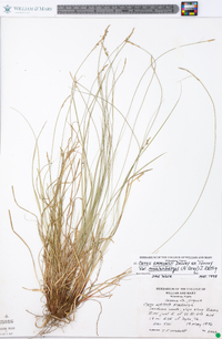 Carex albicans var. albicans image