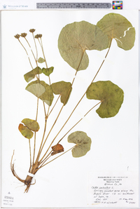 Caltha palustris image