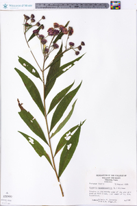 Vernonia noveboracensis image