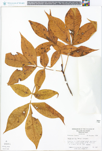 Carya ovalis image