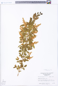 Ligustrum sinense image