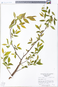 Ulmus alata image