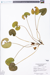 Hexastylis virginica image