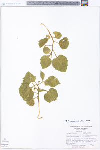 Physalis virginiana image