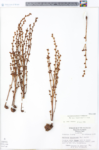 Epifagus virginiana image