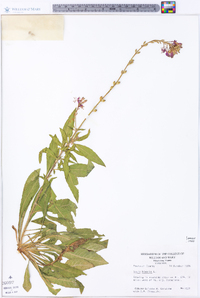 Oenothera gaura image