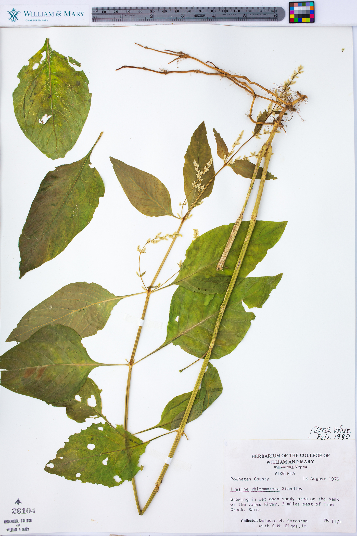 Iresine rhizomatosa image