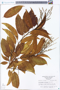 Oxydendrum arboreum image