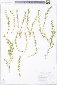 Polypremum procumbens image