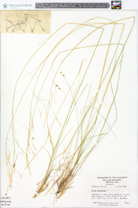 Stipa avenacea image