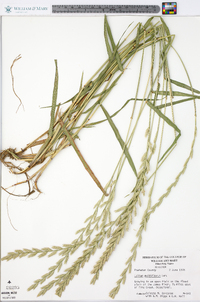 Lolium perenne subsp. multiflorum image