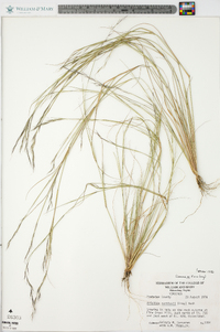 Aristida curtissii image