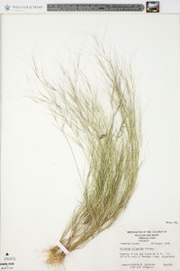 Aristida oligantha image