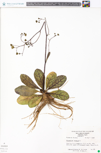 Hieracium venosum image