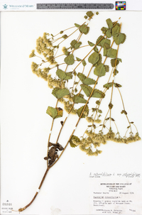 Eupatorium rotundifolium subsp. ovatum image