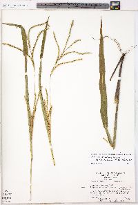 Paspalum setaceum var. muhlenbergii image