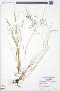 Eragrostis pilosa image