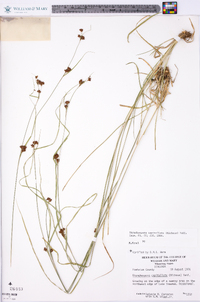 Rhynchospora capitellata image