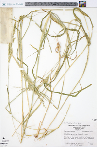 Eriochloa acuminata image