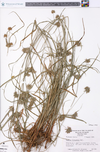 Cyperus filiculmis image