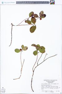 Gaultheria procumbens image