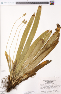 Carex fraseriana image