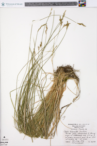 Carex bromoides image