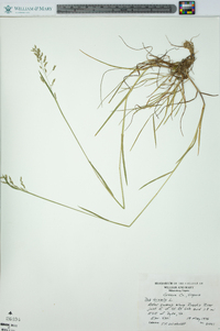 Poa trivialis image