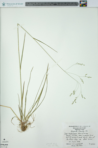 Poa saltuensis image