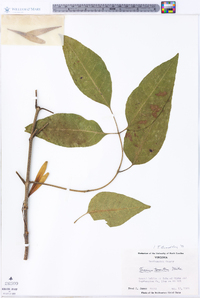 Fraxinus tomentosa image