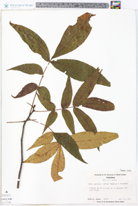 Carya pallida image