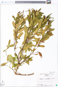 Hypericum prolificum image