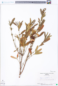 Hypericum prolificum image