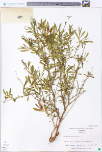 Hypericum prolificum image