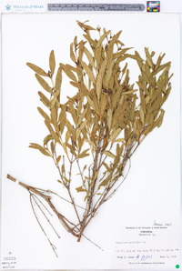 Hypericum prolificum image