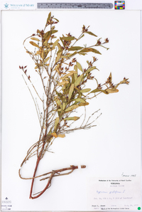 Hypericum prolificum image