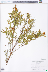 Hypericum prolificum image